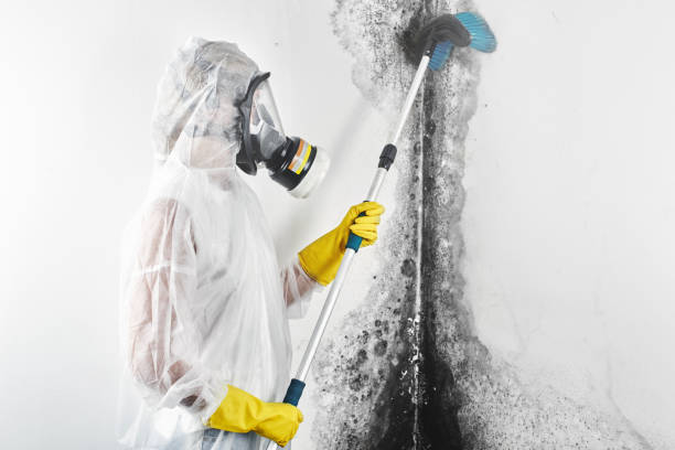 Best Attic Mold Removal  in Vassar, MI
