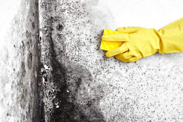 Best Industrial Mold Remediation  in Vassar, MI